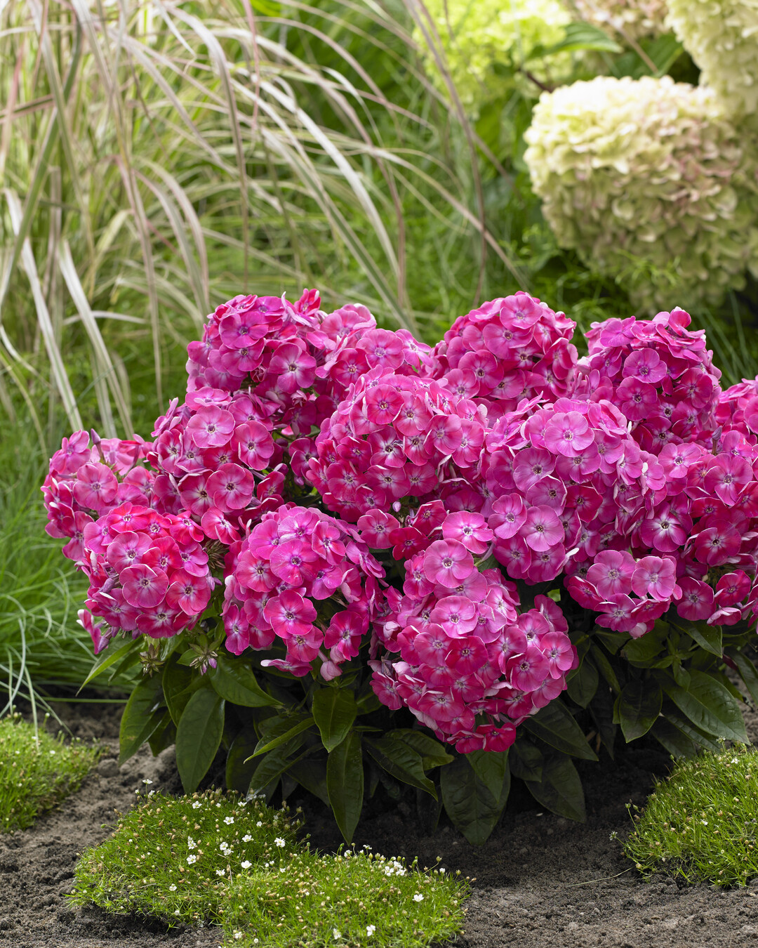 Phlox paniculata Bambini Sweet Tart ist eine niedrige, lange blhende Flammenblume.