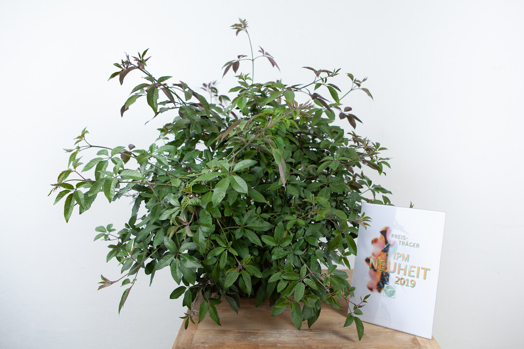 Auf der IPM 2019 als beste Kübelpflanzen-Neuheit ausgezeichnet: Vitex "Flip Side" der Firma Bailey Nurseries