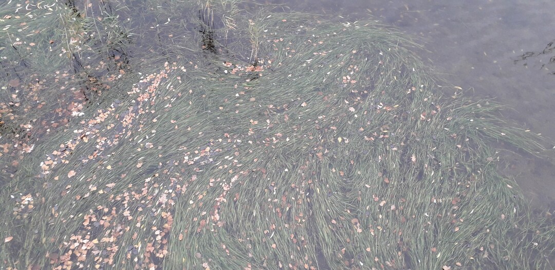 Grüner Teppich im Winter: Laub von Unterwasserpflanzen im Heiligen See, Potsdam