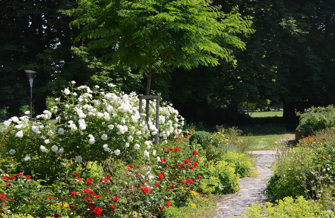  Das Rosarium im Herzogenriedpark in Mannheim steht in Blte.