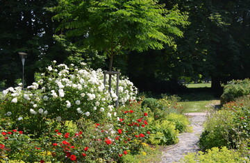  Das Rosarium im Herzogenriedpark in Mannheim steht in Blte.