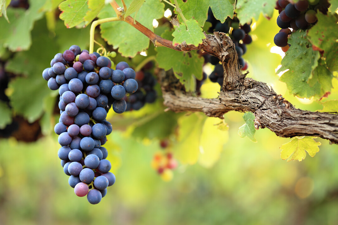 Die Weinrebe ist Heilpflanze des Jahres 2023.Zum Wohl!