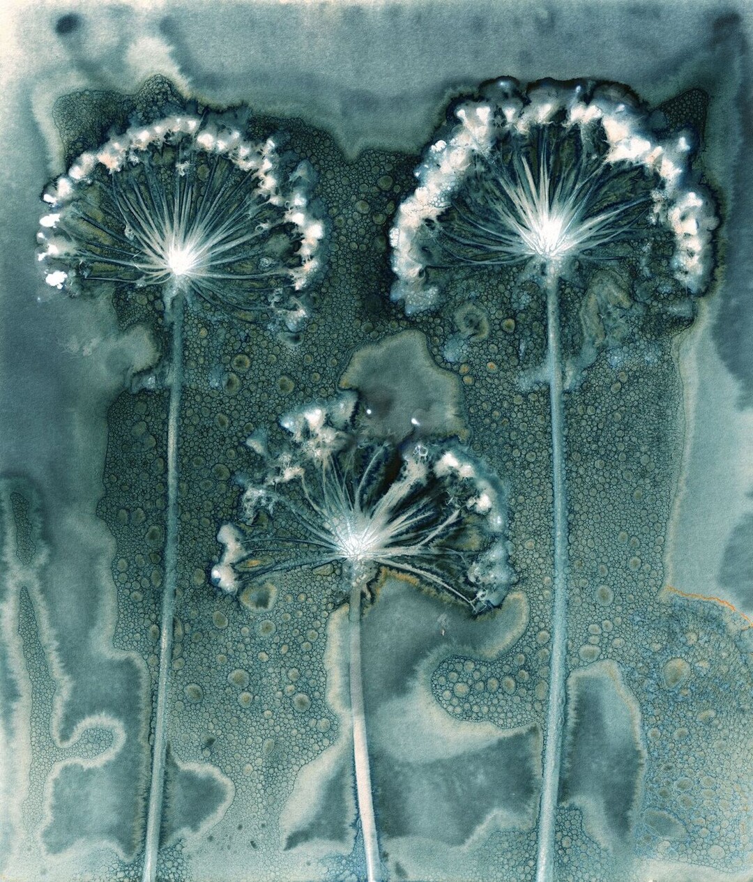 IGPOTY 2019: Jill Wellham war die Gesamtsiegerin mit ihrem Foto "Fireworks".
