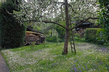 Eine Blumenwiese trgt zum Klimaschutz bei. Machen Sie mit bei der Aktion der DGG "Mhfreier Mai"!