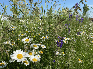 Die "Nektarweide"-Blumenwiese im Juni