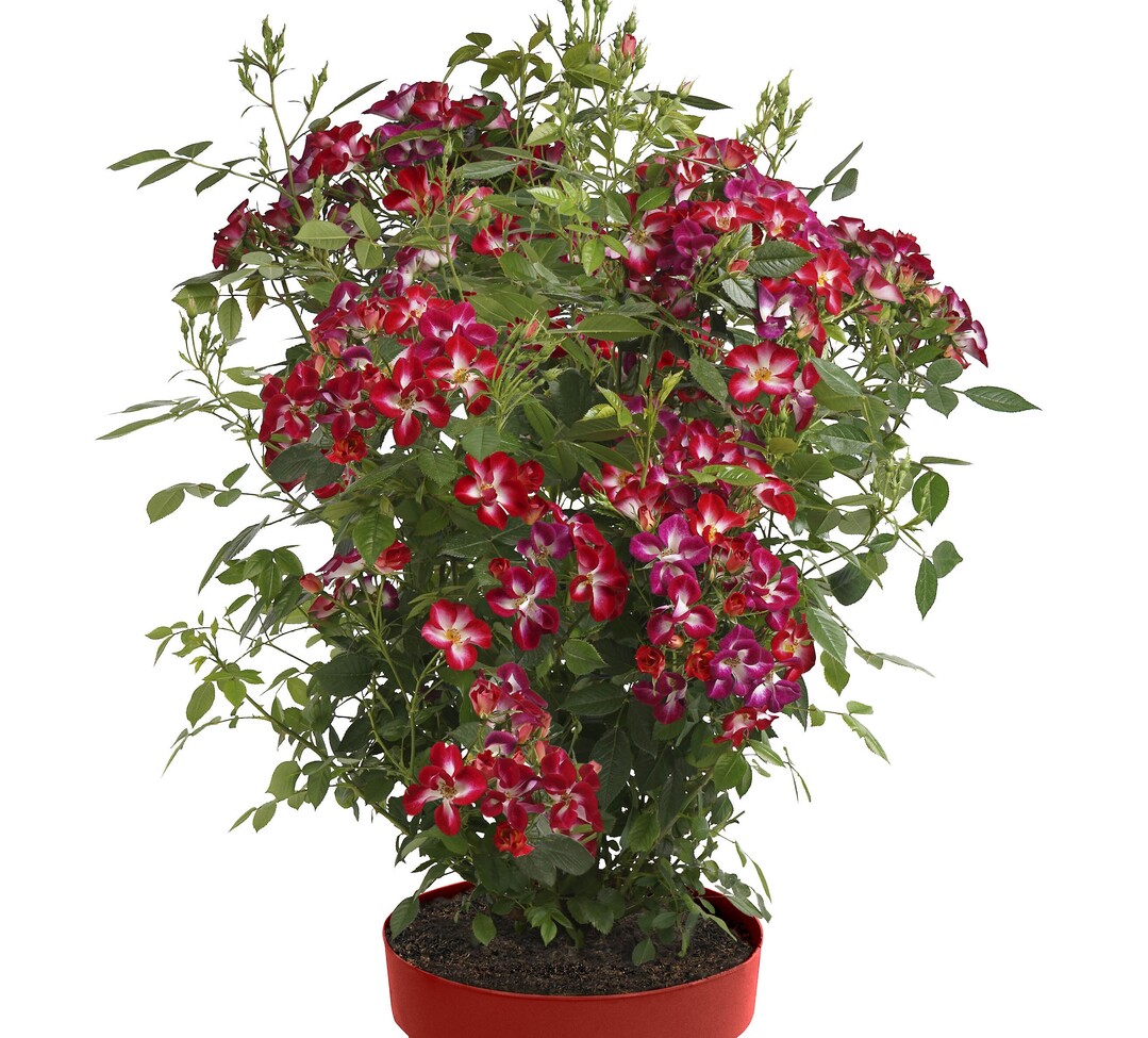 Die Strauchrose Rosy Boom ist die ganze Saison von Blüten überdeckt.