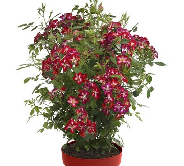 Die Strauchrose Rosy Boom ist die ganze Saison von Blten berdeckt.