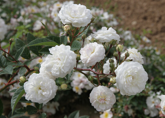   Die Ramblerrose Wintertraum blht wiederholt und reich an Bltenrispen ber den ganzen Sommer. Wie fr einen Moschata-Hybride typisch erscheinen viele kleine Rschen in dichten Bltenbscheln.  Ihre Blten sind bezaubernd gefllt und reinwei. Sonne und Regen knnen einen leichten Schimmer in Ros auf die Bltenbltter zaubern. Das Laub ist krftig grn und siebenblttrig. Der Strauch wchst mit langen berhngenden Trieben zu einer buschigen Ramblerrose von bis zu 2,5 m Hhe heran. Bestens geeignet fr Rosenbgen und Obelisken!