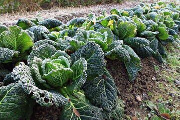 Ein frosthartes Wintergemse ist Wirsing. 