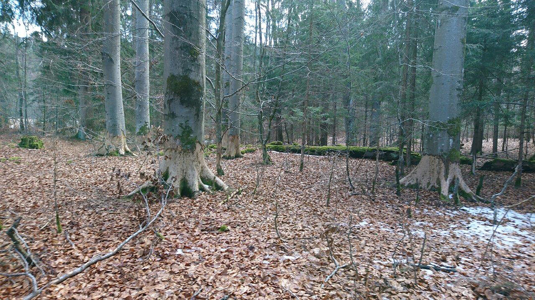 Verbissspuren durch Biber am historischen Baumbestand auf der Insel Wörth.