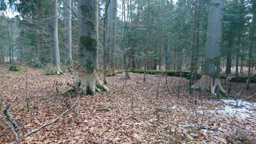Verbissspuren durch Biber am historischen Baumbestand auf der Insel Wrth.
