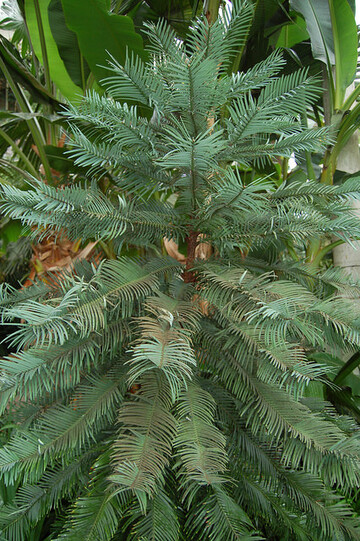 Wollemia nobilis