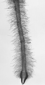 Die Wurzelhaare sind stark ausgebildet, die Wurzel bleibt kurz