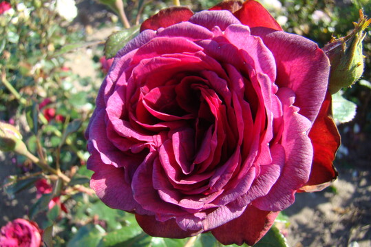 Perkamentus, eine aufrecht wachsende Strauchrose (bis 120 cm) mit romantisch gefllten leicht duftenden dunkelroten Schalenblten, die im Juni/Juli blhen und fortlaufend remontieren
