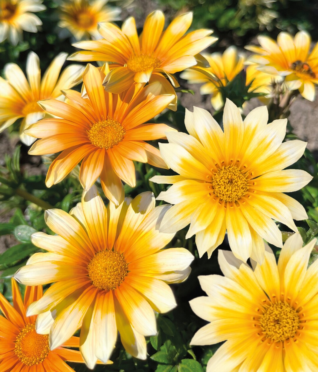 Gazania "Zany Sunny-Side Up" von Benary ist ein zweifarbiges Sommer-Highlight, geeignet fr die Topf- & Pack-Kultur.