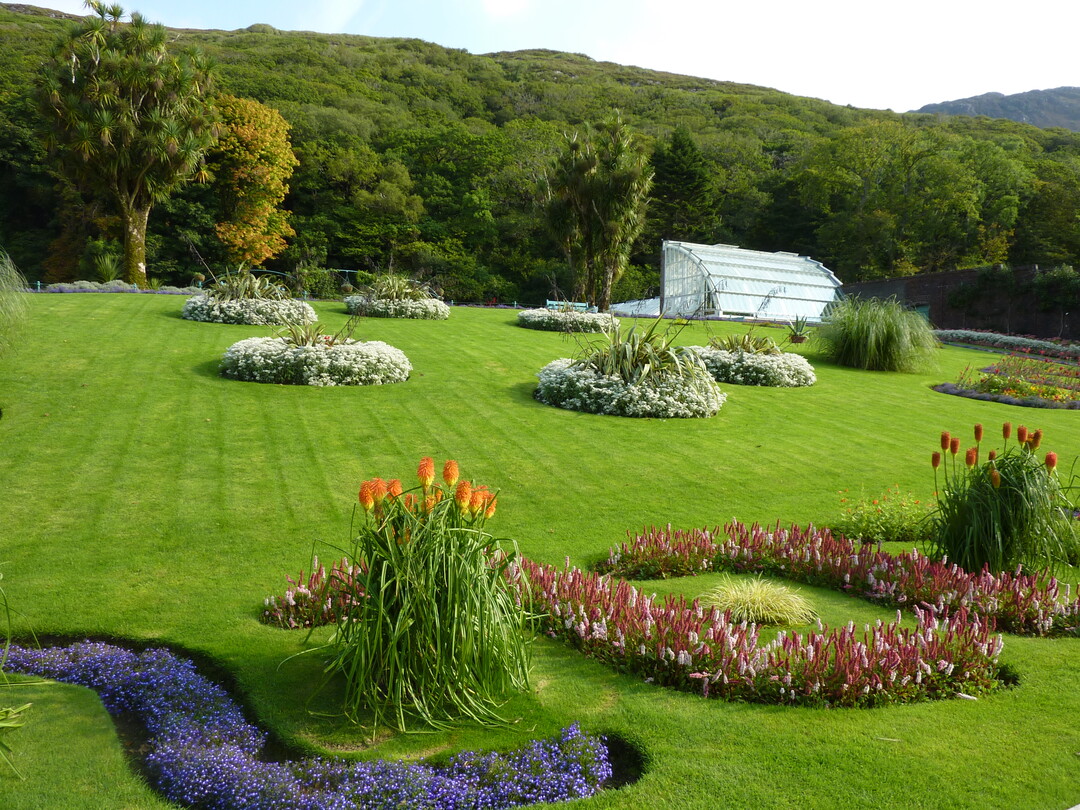 Kniphofia uvaria w�chst zwischen Lobelien und Schneckenkn�terich.