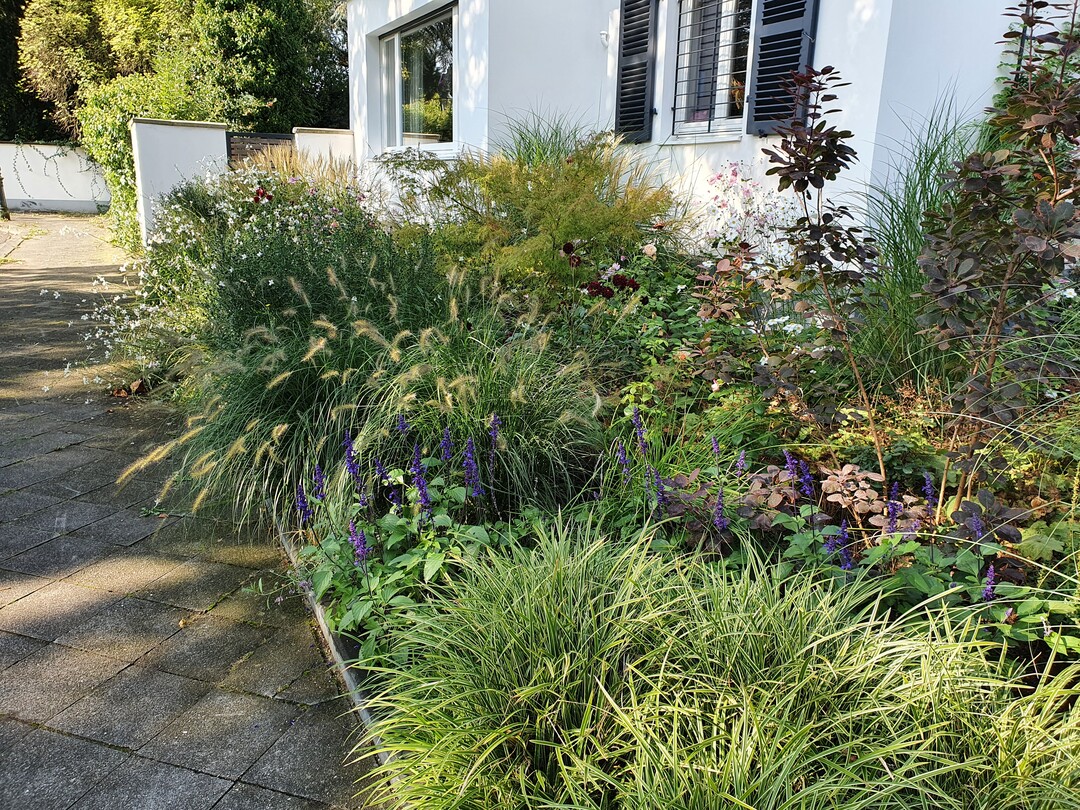 Verschiedene Grser bilden eine strukturgebende Bodendecke und sorgen zwischen den Stauden und Gehlzen in diesem Vorgarten dafr, dass der Boden beschattet bleibt.
