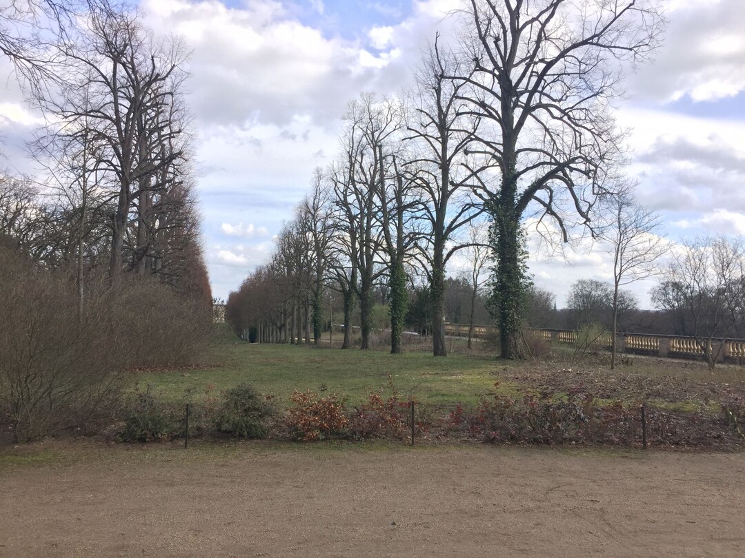 Zurckgenommene Kronen in der Lindenallee im Park Sanssouci. Werden bei Altbumen Schden entdeckt, knnen ihre Kronen gekrzt werden, damit sie weniger verdunsten und mit weniger Wasser auskommen.