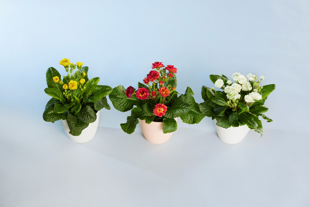 In der Kategorie Frhjahrsblher machte 2023 eine ganze Serie das Rennen: die Primula polyantha-Hybride POLLYANNA mit den Sorten Flame, Frosty White und Sunny Yellow der Firma Kientzler Jungpflanzen aus Gensingen. Als erste geflltblhende Stngelprimeln aus Meristemkultur sie sind sortenecht und auch wirklich immer gefllt. Volle und zahlreiche Bltenstngel garantieren eine lange Bltezeit von Mitte Februar bis in den Mai.