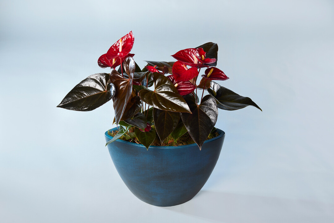 In der Kategorie Blhende Zimmerpflanze erhielt die Auszeichnung IPM Neuheit 2023 die Anthurium andreanum ANTHFYSAN Delicata der Firma Anthura aus den Niederlanden. Das fast schwarzgrne Laub in Kombination mit dem warmen Rot der Blten macht diese Anthurie zu etwas ganz Besonderem.