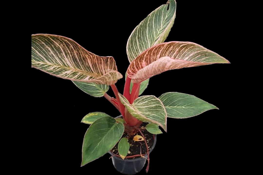 In der Kategorie Grne Zimmerpflanze gewann der Philodendron erubescens Pink Bikini  der Firma Ornamantex B.V. aus den Niederlanden. Flamingorosa Intercostalfelder und dicke rote Stiele sind ein Augenschmeichler und entsprechen dem Trend zu panaschierten Pflanzen.