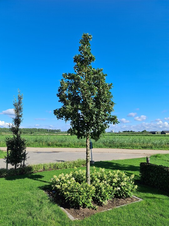 Ein Feldahorn ist der Sieger in der Kategorie Gehlze. Der Acer campestre Street Pillar der Firma Concept Plants B.V aus den Niederlanden hat die Expertenkommission berzeugt und zeichnet ihn als IPM Neuheit 2023 aus. Der Feldahorn ist in Zeiten des Klimawandels einer der interessantesten Zukunftsbume. Vor allem ist er einer der wenigen mitteleuropischen Klimahelden. Das junge Laub des Street Pillar ist strahlend Grn und wechselt im Sommer zu einer tiefen, dunklen Farbe. Der Sulenwuchs ist fr schmale Straenzge, aber auch fr Privatgrten als Hausbaum mit Klimacharakter zu empfehlen.