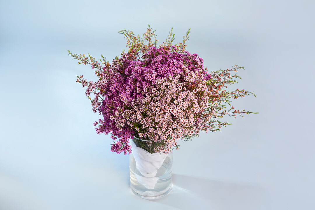In der Kategorie Schnittblumen konnte die Chamelaucium Ever Flowering Wax das Rennen machen. Der Name ist Programm dieser australischen Wachsblume von Nir nursery aus Israel. Die Ever Flowering Wax besticht durch die nahezu ganzjhrige Erntezeit. Dadurch wird der Anbauwert dieser trockentoleranten Sorte erhht, Erntespitzen gebrochen und eine kontinuierliche Belieferung des Handels und damit des Verbrauchers ermglicht.