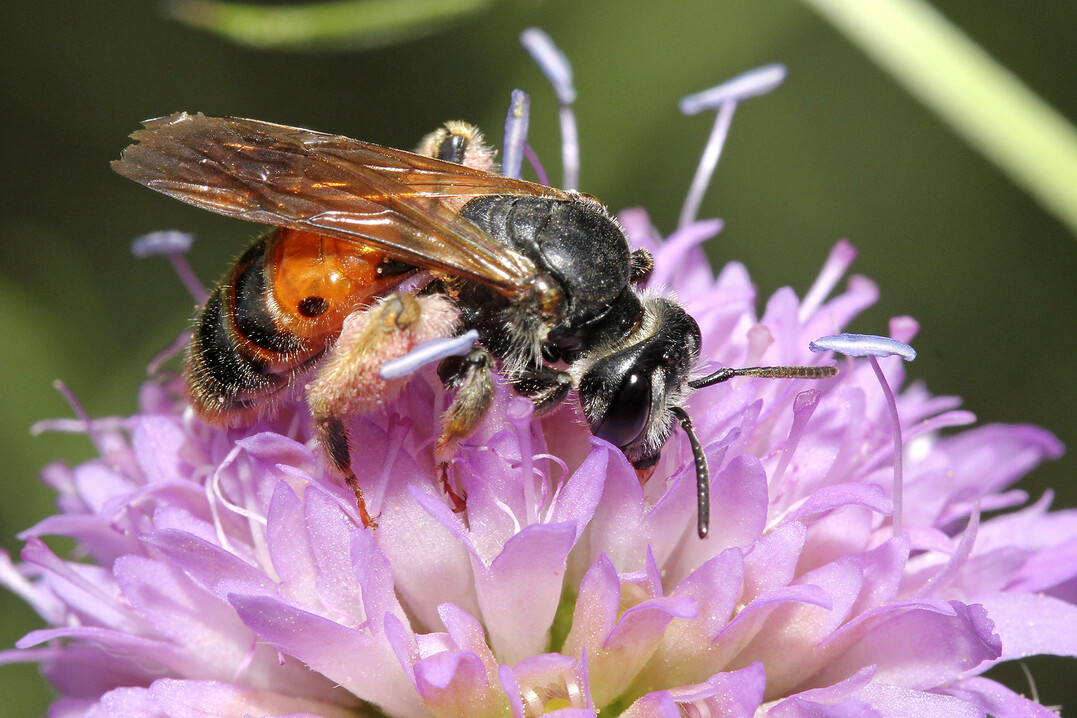 Die Knautien-Sandbiene (Andrena hattorfiana) ernährt sich als oligolektische Bienenart von Knautia arvensis aber auch von Knautia macedonica.